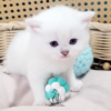 Scottish Straight Boy Hanter
Kitten for adoption near Tennessee - Image 3