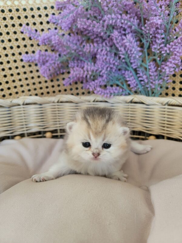Scottish Straight girl Katie
Kitten for adoption near Atlanta - Image 3