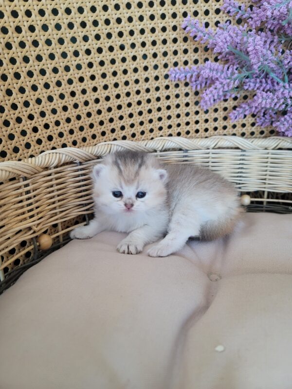 Scottish Straight girl Katie
Kitten for adoption near Atlanta - Image 2