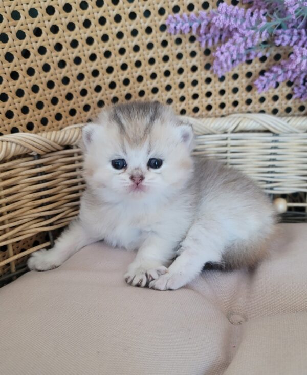 Scottish Straight girl Katie
Kitten for adoption near Atlanta