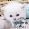Scottish Straight Boy Hanter
Kitten for adoption near Tennessee