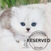 Scottish Straight girl Layla
Reserved