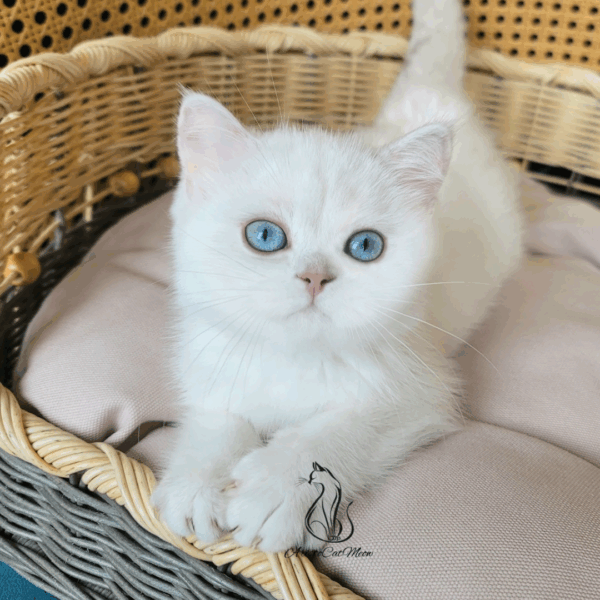Scottish Straight Boy Henry
Available for adoption - Image 3