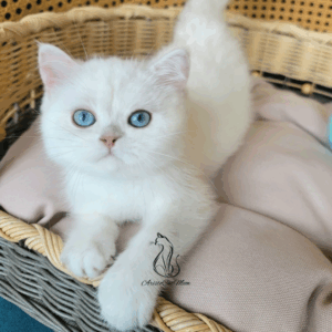Scottish Straight Boy Henry
Available for adoption