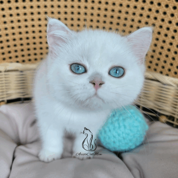 Scottish Straight Boy Henry
Available for adoption - Image 4