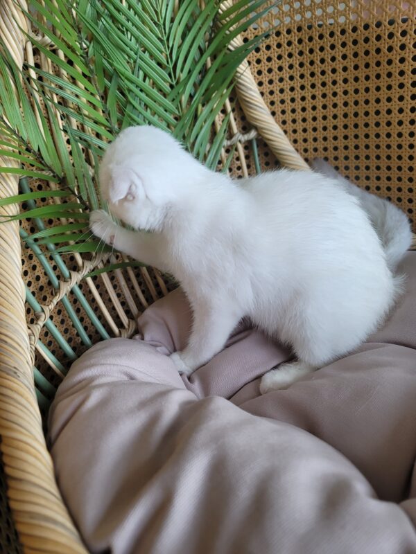 Scottish Fold Girl Feona
Available for reservation - Image 2