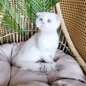 Scottish Fold Girl Feona
Available for reservation
