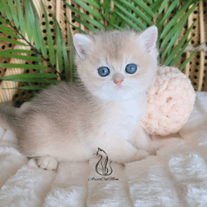 British Peach  Cream Boy Niko
Available for reservation