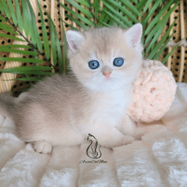 British Peach  Cream Boy Niko
Available for reservation