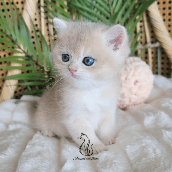 British Peach  Cream Boy Niko
Available for reservation - Image 3