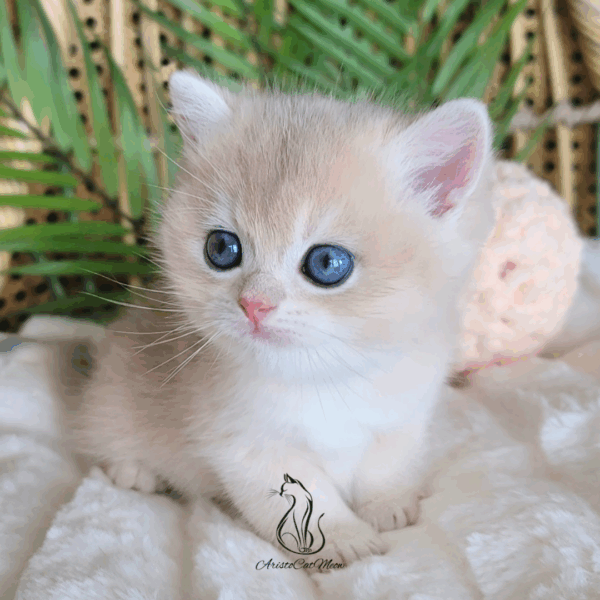 British Peach  Cream Boy Niko
Available for reservation - Image 2
