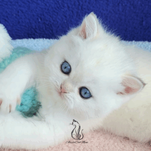 British Colorpoint Boy Norton
Available for reservation