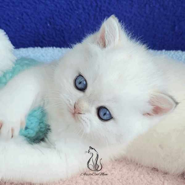 British Colorpoint Boy Norton
Available for reservation