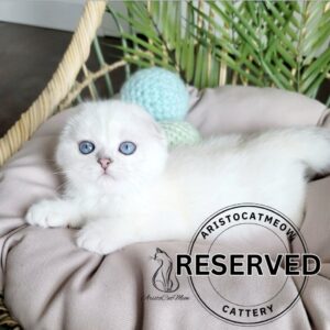 Scottish Fold  Girl LadyReserved