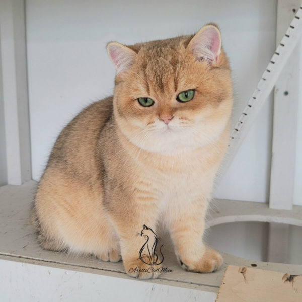 Golden Chinchilla Boy Arthur
Kitten for adoption near Atlanta - Image 9