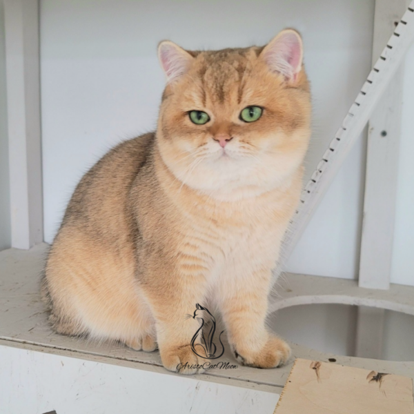 Golden Chinchilla Boy Arthur
Kitten for adoption near Atlanta - Image 10