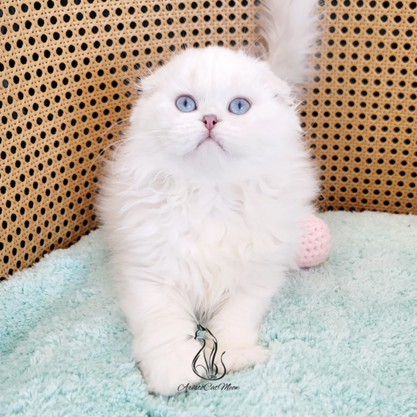 Scottish Fold Girl Elise
Kitten for adoption near Georgia - Image 4