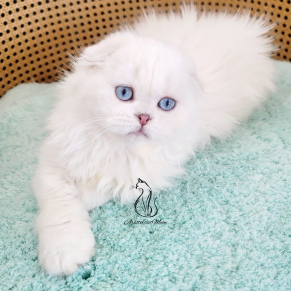 Scottish Fold Girl Elise
Kitten for adoption near Georgia - Image 2