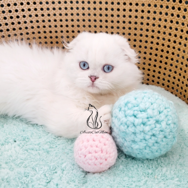 Scottish Fold Girl Elise
Kitten for adoption near Georgia - Image 5