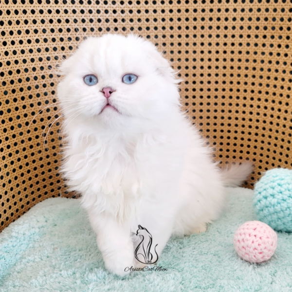 Scottish Fold Girl Elise
Kitten for adoption near Georgia - Image 6