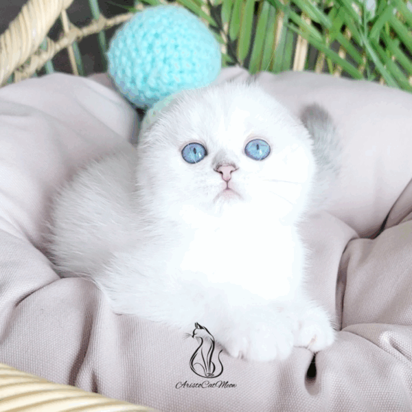 Scottish Fold  Girl Lady
Available for reservation - Image 3