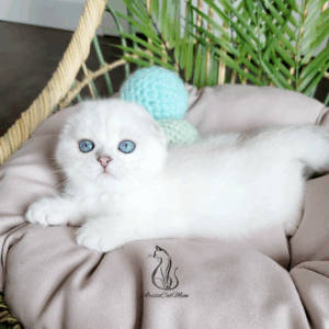 Scottish Fold  Girl Lady
Available for reservation