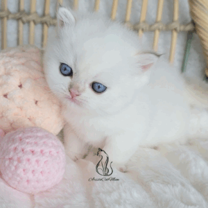 British Colorpoint Boy Norton
Available for reservation