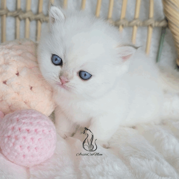 British Colorpoint Boy Norton
Available for reservation - Image 3