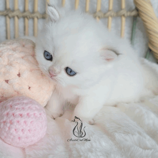British Colorpoint Boy Norton
Available for reservation - Image 4