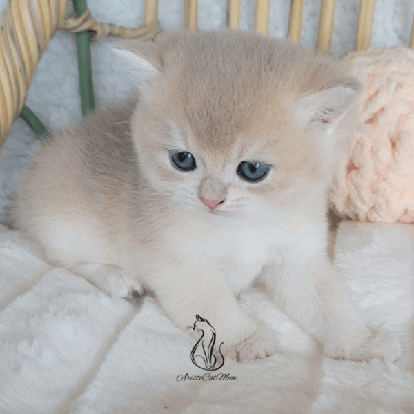 British Peach  Cream Boy Niko
Available for reservation - Image 3