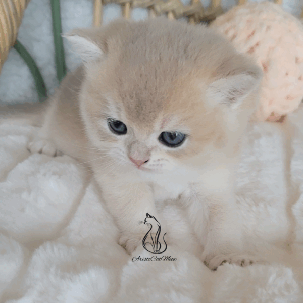 British Peach  Cream Boy Niko
Available for reservation