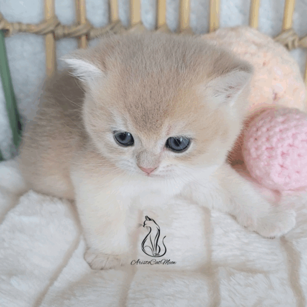 British Peach  Cream Boy Niko
Available for reservation - Image 4