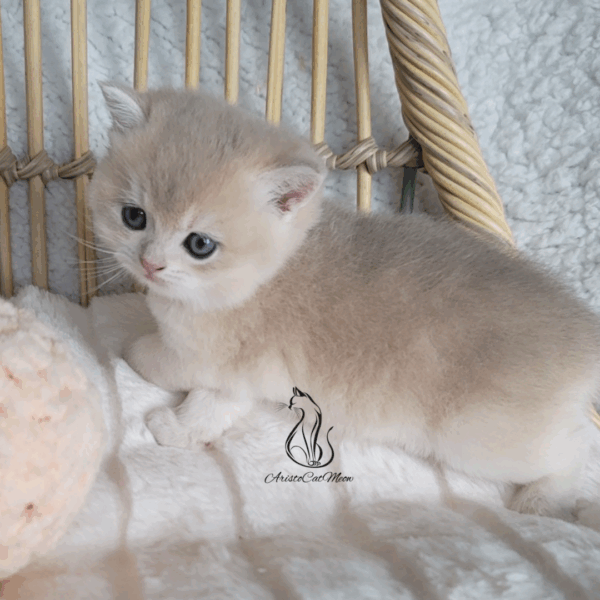 British Peach  Cream Boy Niko
Available for reservation - Image 2