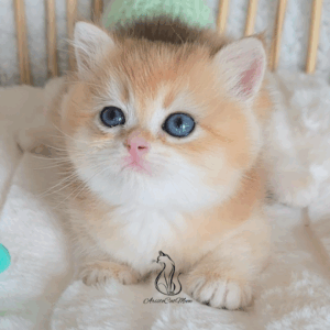 British Golden Boy Michael
Available for reservation