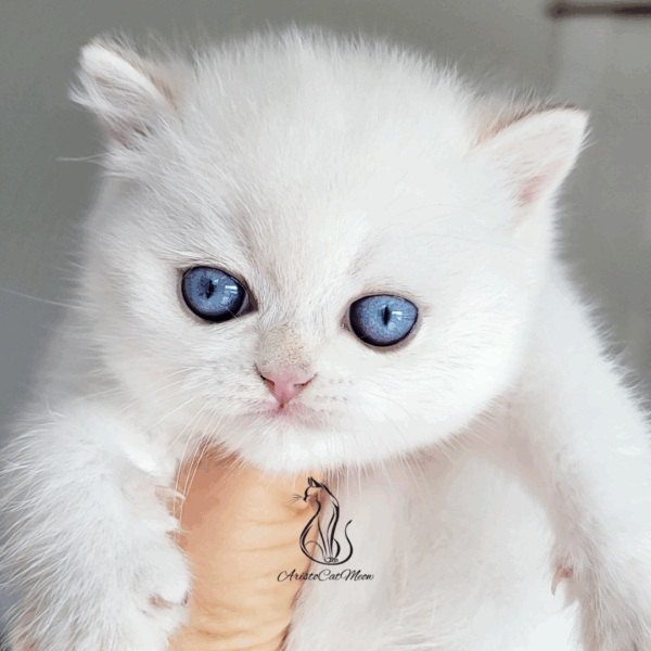 British Colorpoint Boy Norton
Available for reservation - Image 2