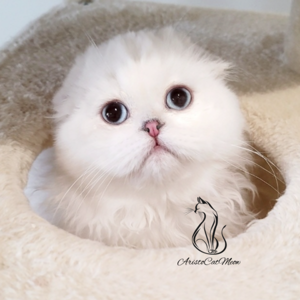 Scottish Straight girl Elise
Kitten for adoption near Atlanta