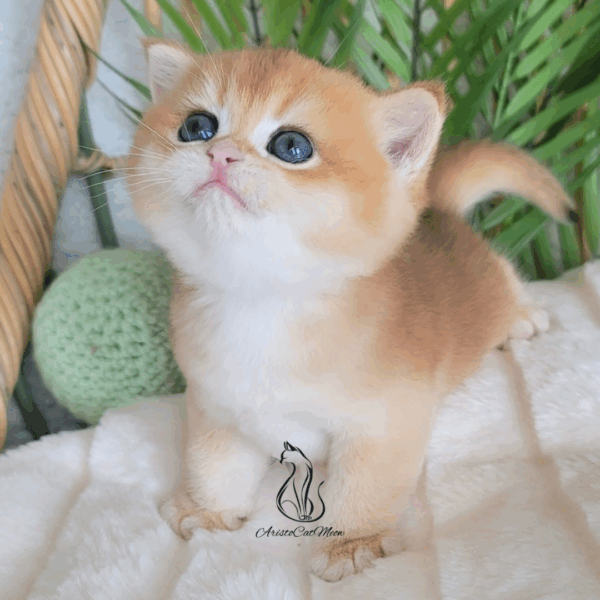 British Golden Boy, Ninja
Reserved - Image 9