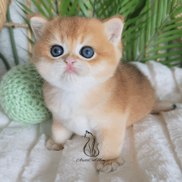 British Golden Boy, Ninja
Reserved - Image 11