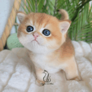 British Golden Boy, Ninja
Available for reservation