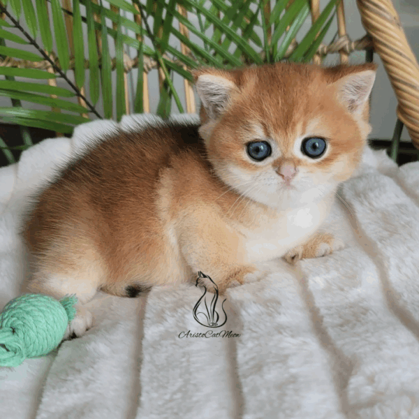 British Golden Boy, Ninja
Reserved - Image 5