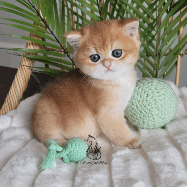 British Golden Boy, Ninja
Reserved - Image 10