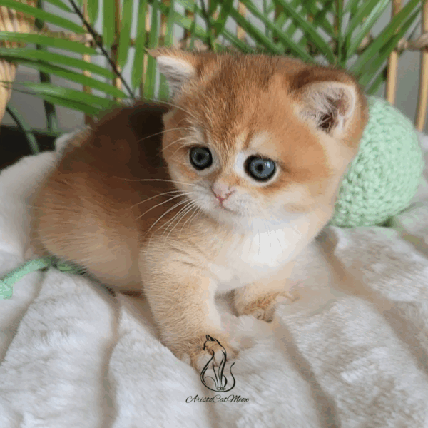 British Golden Boy, Ninja
Reserved - Image 2