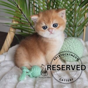 British Golden Boy, Ninja
Reserved