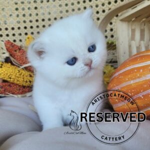 British Lilac Colorpoint girl Beauty
Kitten for adoption near Tennessee