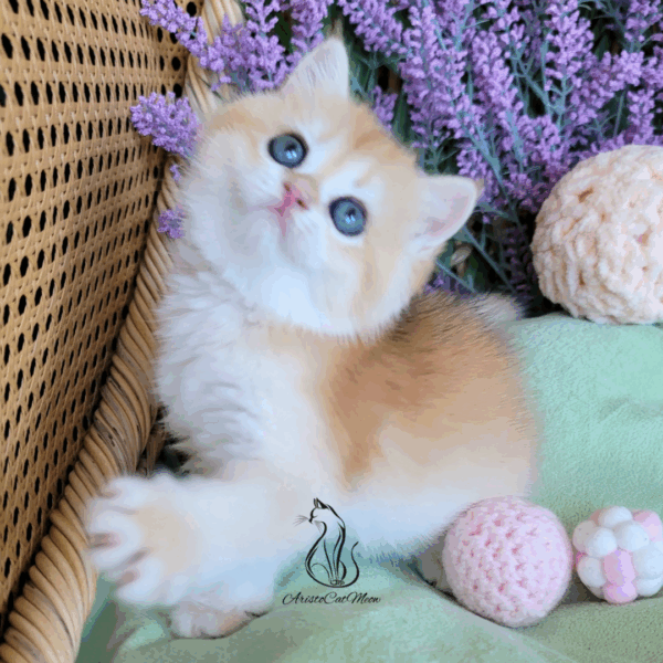 British Golden Girl Maggie
Available for reservation - Image 15