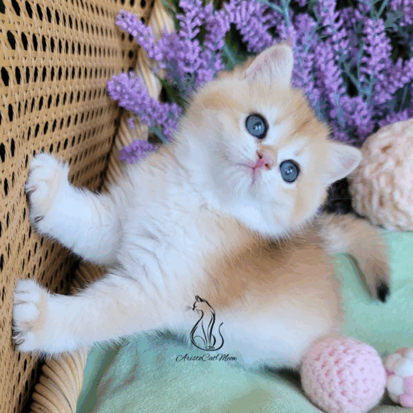 British Golden Girl Maggie
Available for reservation - Image 20