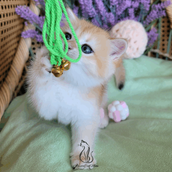 British Golden Girl Maggie
Available for reservation - Image 17