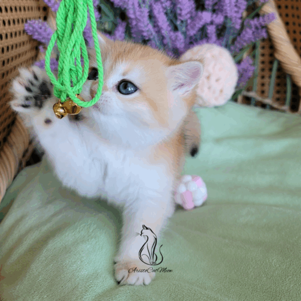 British Golden Girl Maggie
Available for reservation - Image 19