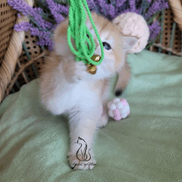 British Golden Girl Maggie
Available for reservation - Image 10