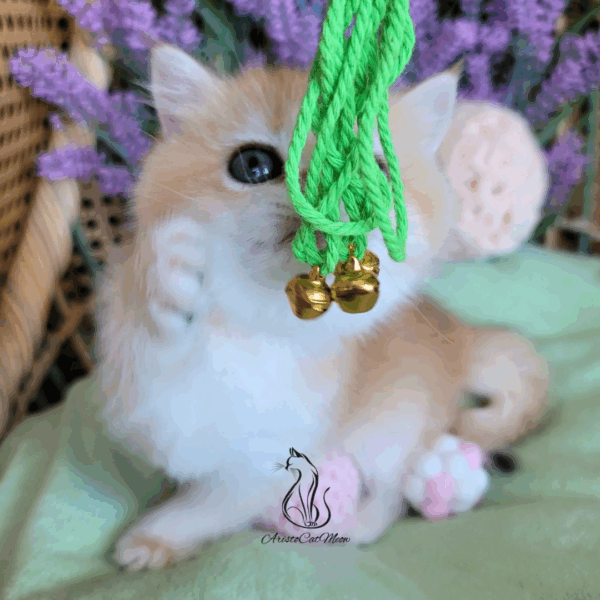 British Golden Girl Maggie
Available for reservation - Image 16